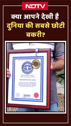 ये है दुनिया की सबसे छोटी बकरी, गिनीज बुक ऑफ वर्ल्ड रिकॉर्ड्स में है नाम दर्ज | Shorts
