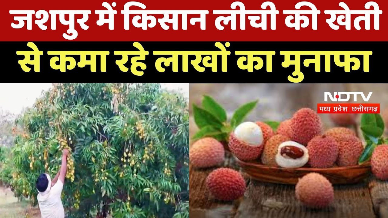 Litchi Farming Profit : Jashpur में किसान लीची की खेती से कमा रहे लाखों का मुनाफा