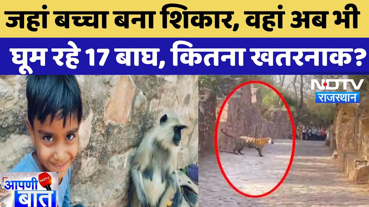 Ranthambore  में बाघों का आतंक, आखिर क्यों बफर जोन से निकल रहे बाघ? | Tiger Attack | AAPNI BAAT Ranthambore  में बाघों का आतंक, आखिर क्यों बफर जोन से निकल रहे बाघ? | Tiger Attack | AAPNI BAAT