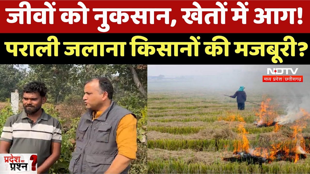 Stubble Burning: जीवों को नुकसान, खेतों में आग!, पराली जलाना किसानों की मजबूरी?। Pradesh Ka Prashn