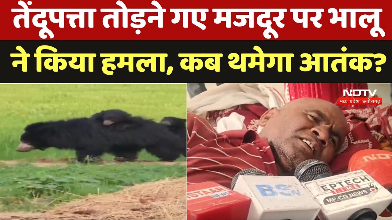 Chhatarpur News : Tendu Leaves तोड़ने गए मजदूर पर भालू ने किया हमला, कब थमेगा आतंक?