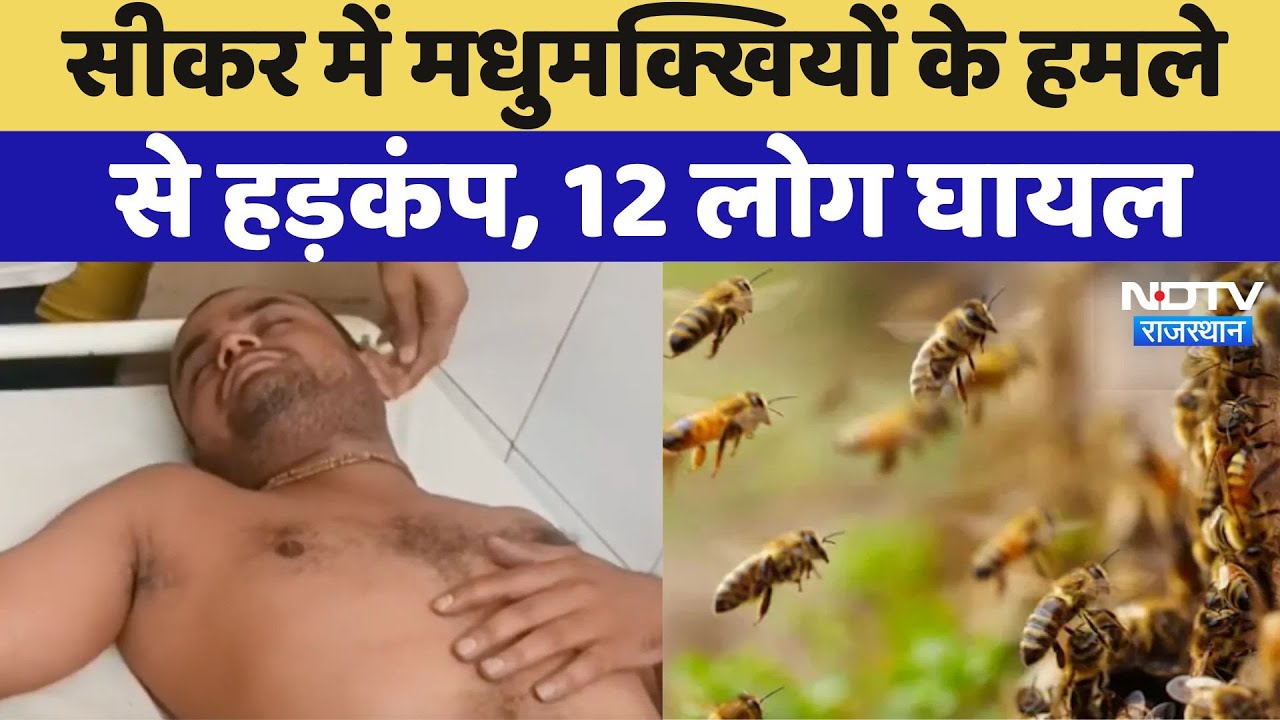Bees Attack: Sikar में Bees के हमले से मचा हड़कंप, 12 लोग घायल | Rajasthan News | Viral Videos