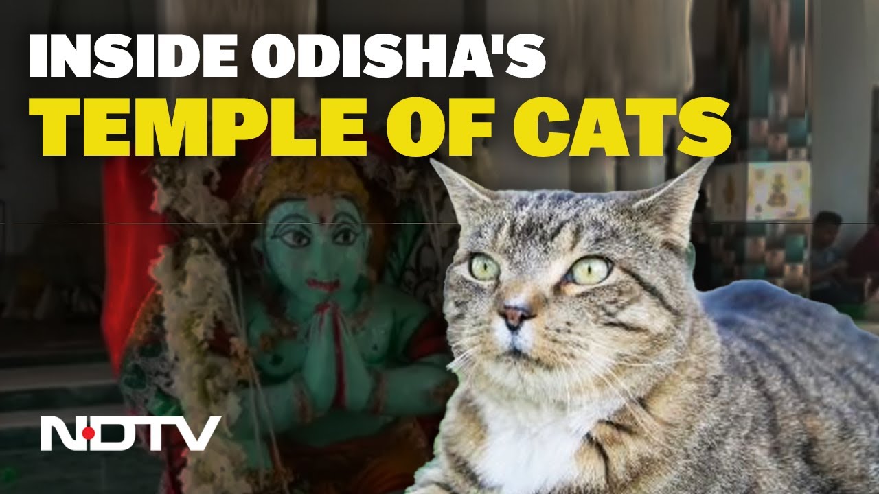 Video: This Decades-Old Temple In Odisha Reveres Cats Along With Deities