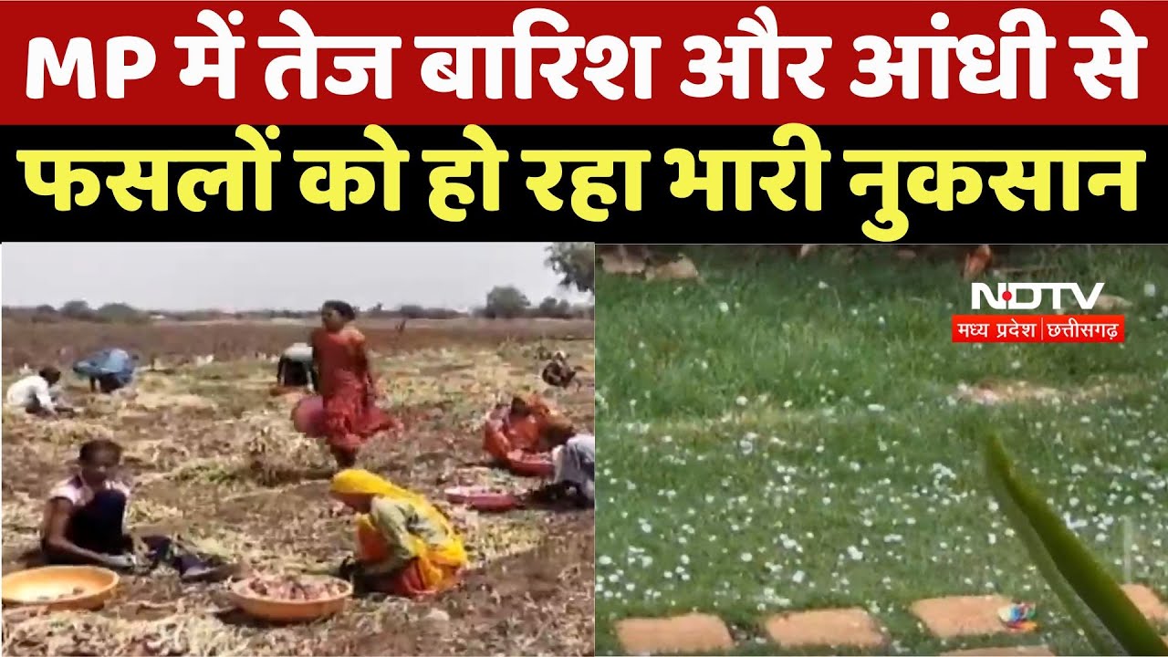 MP Weather Report : MP में तेज बारिश और आंधी से Crops को हो रहा भारी नुकसान MP Weather Report : MP में तेज बारिश और आंधी से Crops को हो रहा भारी नुकसान