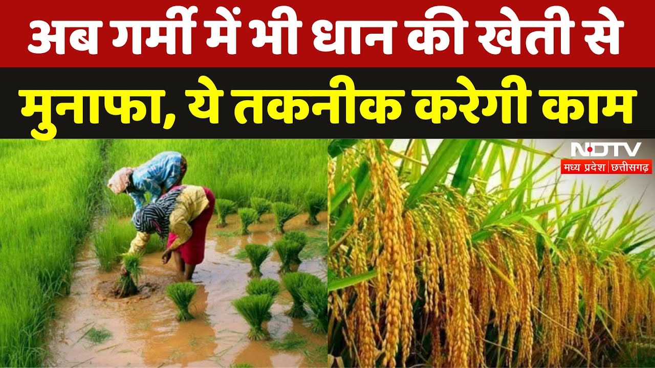 Umaria के Farmers गर्मी में कर रहे धान की खेती, कितना होगा फायदा | Modern Farming Techniques | MPCG