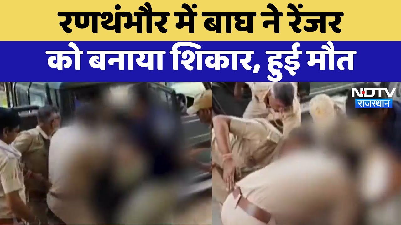 Ranthambore Tiger Attack: रणथंभौर में बाघ के हमले में एक और मौत | Latest News | Breaking News Ranthambore Tiger Attack: रणथंभौर में बाघ के हमले में एक और मौत | Latest News | Breaking News