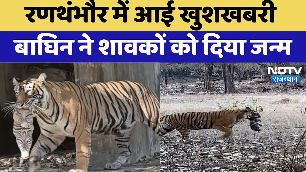 Ranthambore National Park: रणथंभौर में बाघिन के शावकों को दिया जन्म | Latest News | Rajasthan