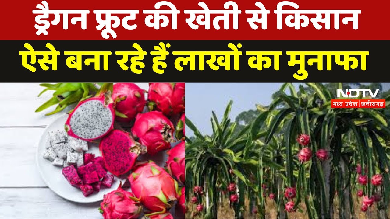 Dragon fruit farming से Farmer ऐसे बना रहे हैं लाखों का मुनाफा