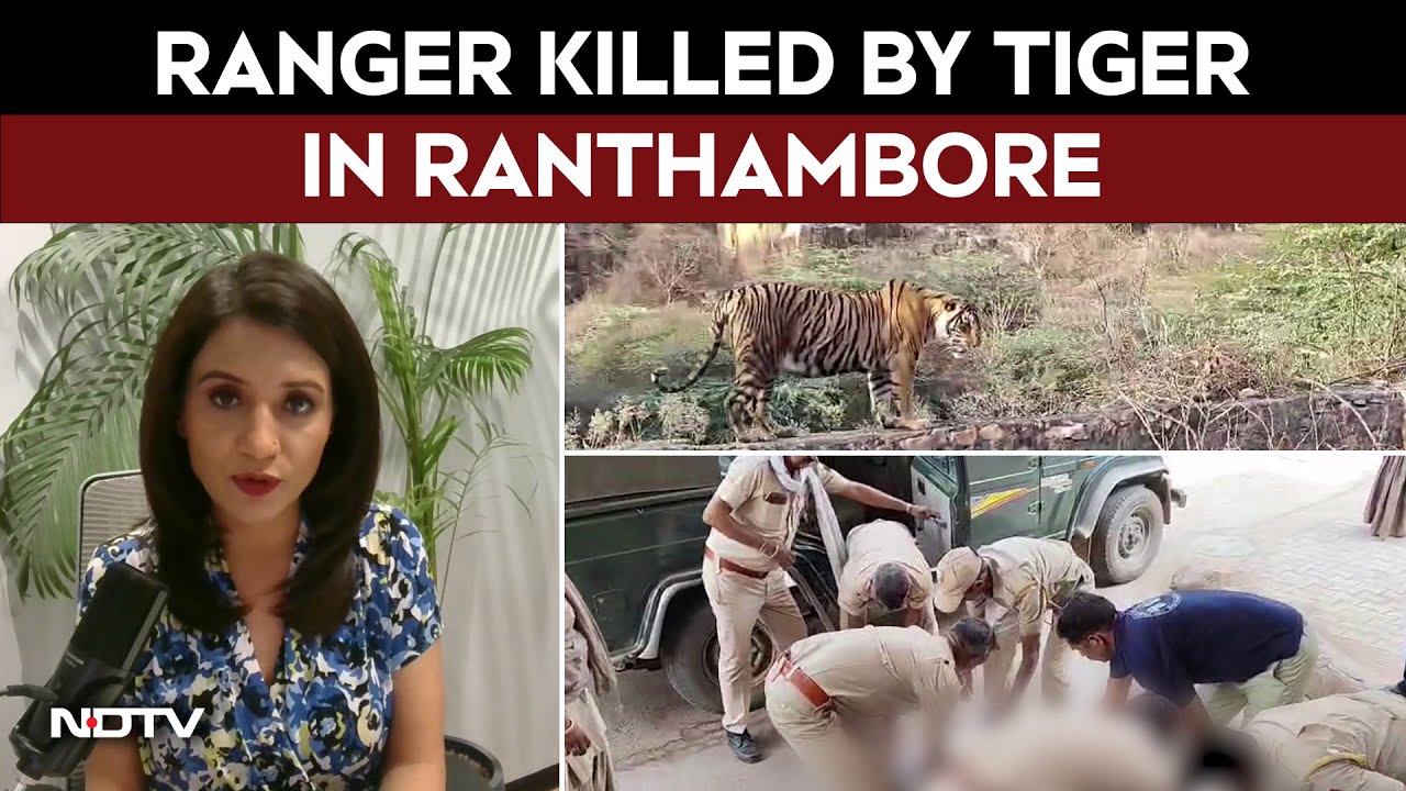 Video: Ranger Killed By Tiger In Ranthambore. Has Feeding Disrupted Behaviour?