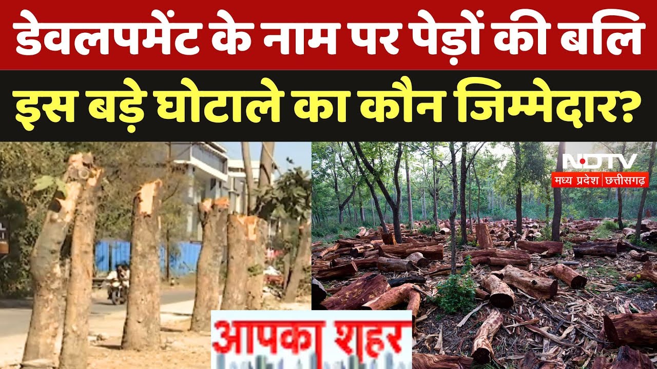 Bhopal News: Development के नाम पर पेड़ों की बलि, इस बड़े घोटाले का कौन जिम्मेदार? Bhopal News: Development के नाम पर पेड़ों की बलि, इस बड़े घोटाले का कौन जिम्मेदार?