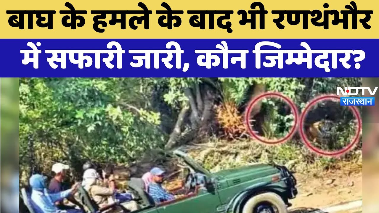 Ranthambore Tiger Reserve: रणथंभौर में बाघ का खतरा, सफारी जारी, जिम्मेदार कौन | Tiger Attack Ranthambore Tiger Reserve: रणथंभौर में बाघ का खतरा, सफारी जारी, जिम्मेदार कौन | Tiger Attack
