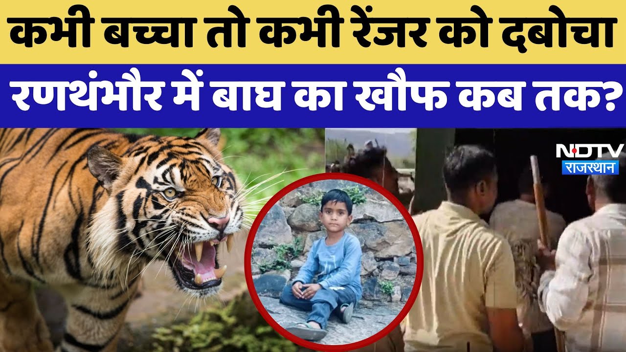 Ranthambore Tiger Reserve:  बच्चे से रेंजर तक, रणथंभौर में बाघ का आतंक | Tiger Attack | Latest News Ranthambore Tiger Reserve:  बच्चे से रेंजर तक, रणथंभौर में बाघ का आतंक | Tiger Attack | Latest News