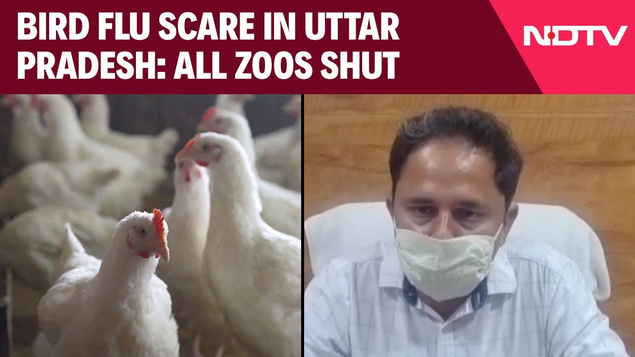 Video: Bird Flu Scare In UP: All Zoos Shut, Central Authority Constitutes Five-Member Panel