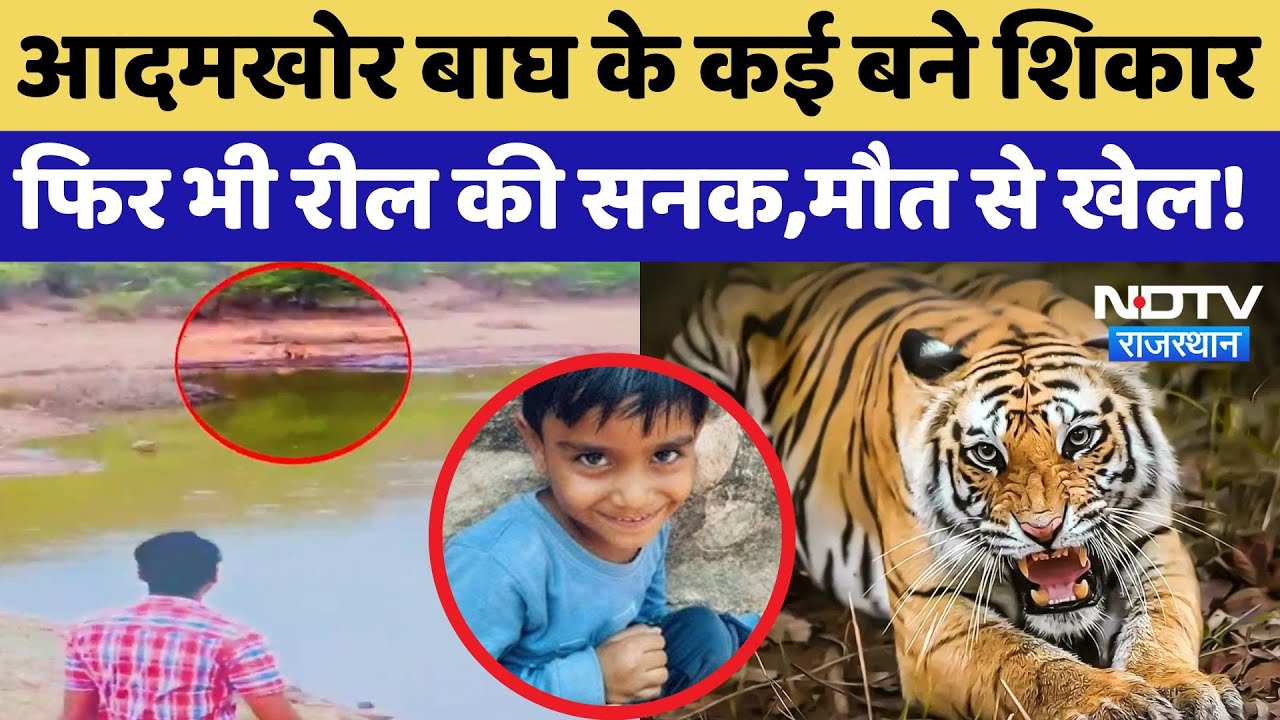 Ranthambore Tiger Attack: आदमखोर बाघ के कई बने शिकार फिर भी Reel की सनक