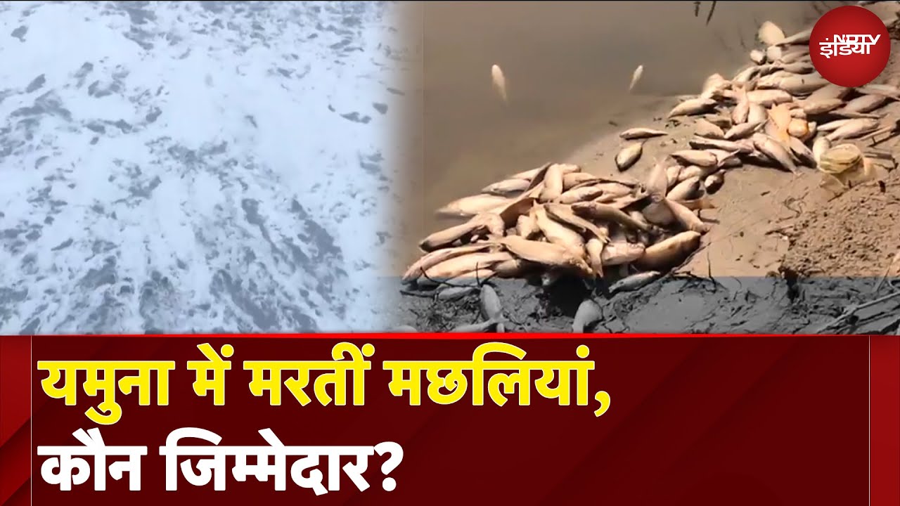 Yamuna Pollution: 42 गुना ज्यादा BOE बना हजारों मछलियों की जान की वजह?