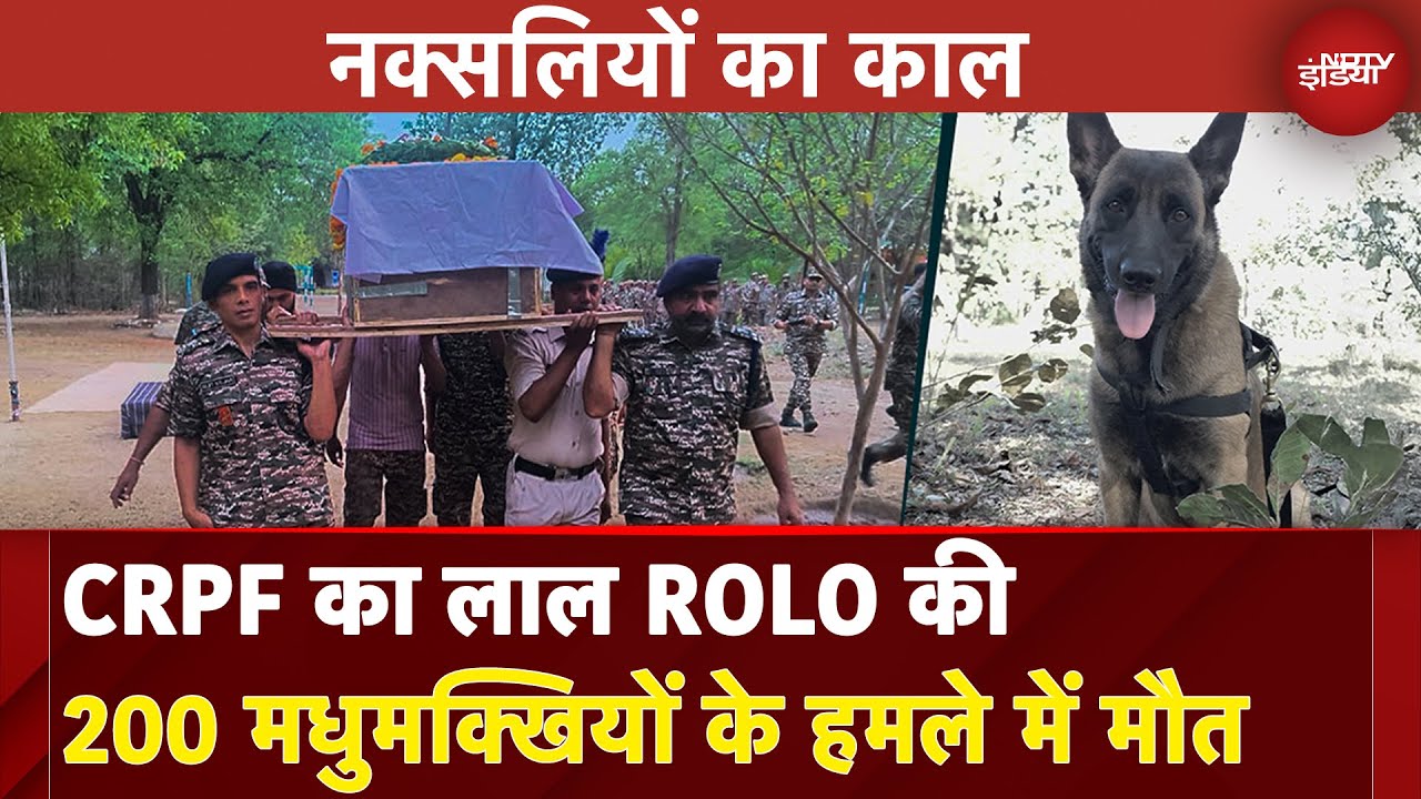 K9 ROLO MARTYRED: CRPF के लाल ‘Rolo’ ने 200 मधुमक्खियों के हमले में दी शहादत | Naxal Operation