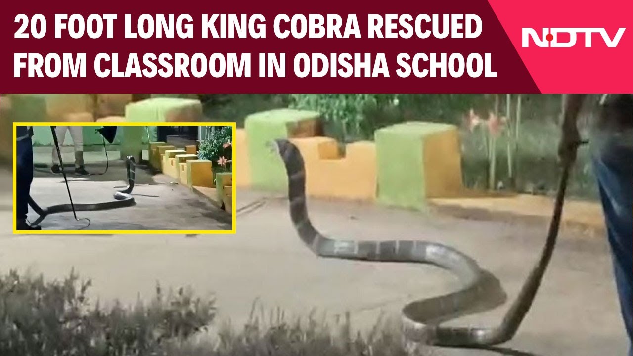 Video: Massive 20-Foot King Cobra Rescued From Odisha School After 30-Minute Tussle