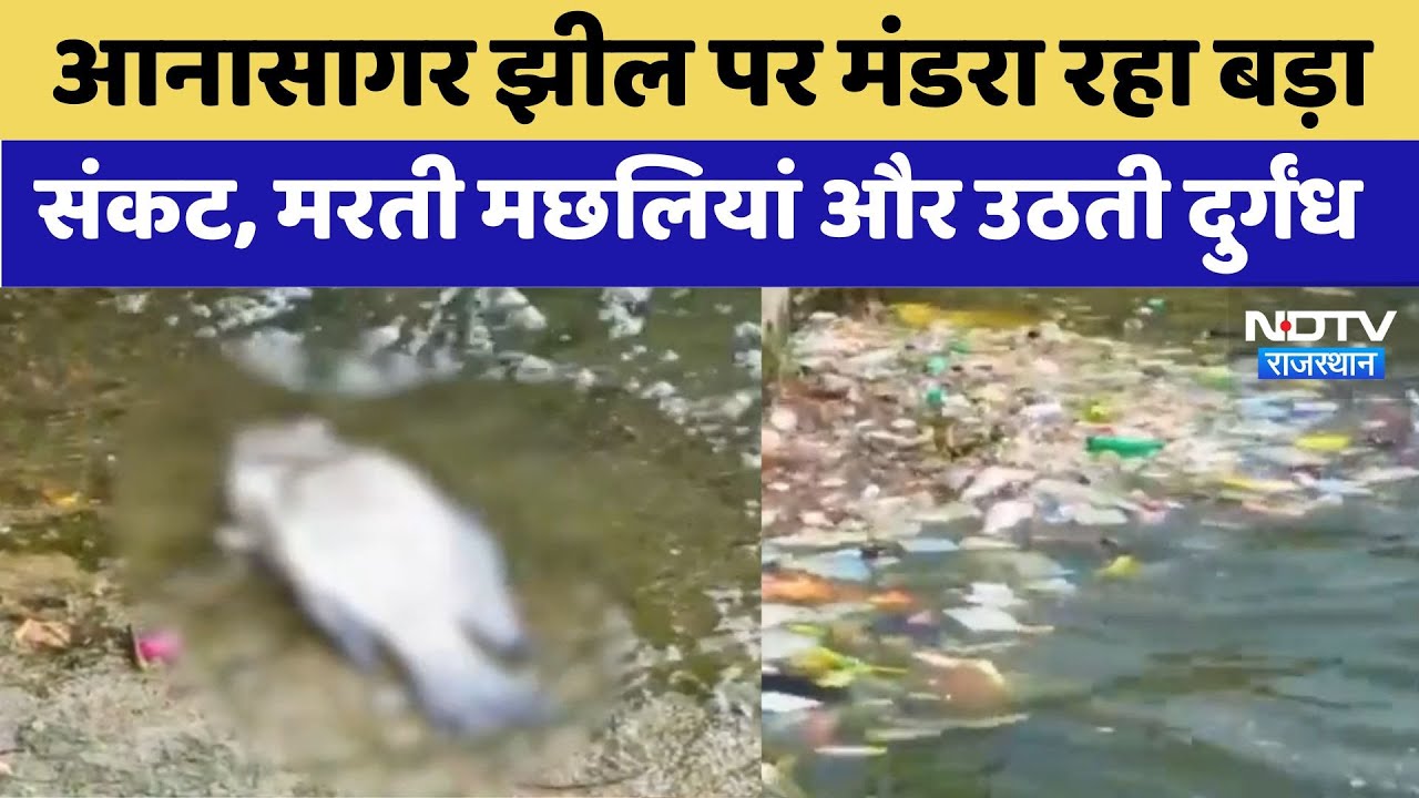 Anasagar Lake: Anasagar की बदहाली का जिम्मेदार कौन? मरती मछलियां और उठती दुर्गंध | Latest News