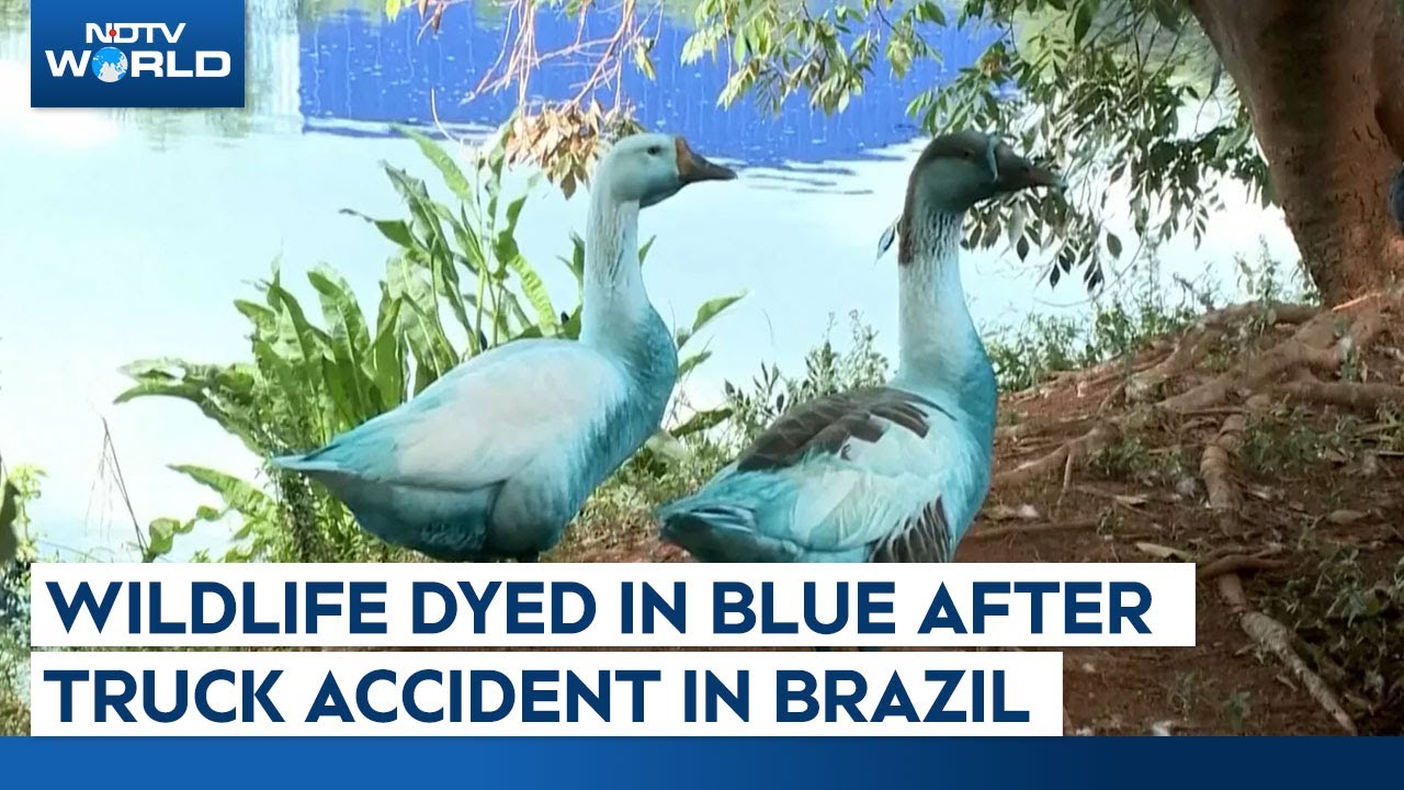 Brazil | Wildlife Dyed In Blue, Truck Accident In Sao Paulo State Spills Chemical Into Stream Brazil | Wildlife Dyed In Blue, Truck Accident In Sao Paulo State Spills Chemical Into Stream