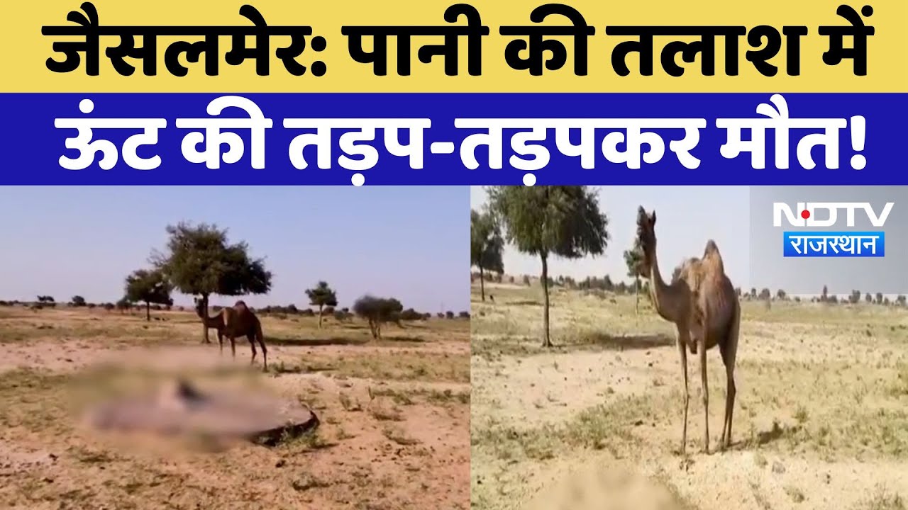 Jaisalmer News: पानी के बिना ऊंट ने तोड़ा दम, देखिए कैसे हुई दर्दनाक मौत! Latest | Rajasthan News