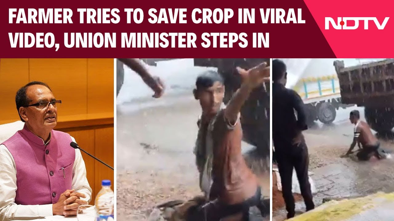 Farmer Saves His Crop Amid Heavy Rain; Video Goes Viral; Shivraj Singh Responds