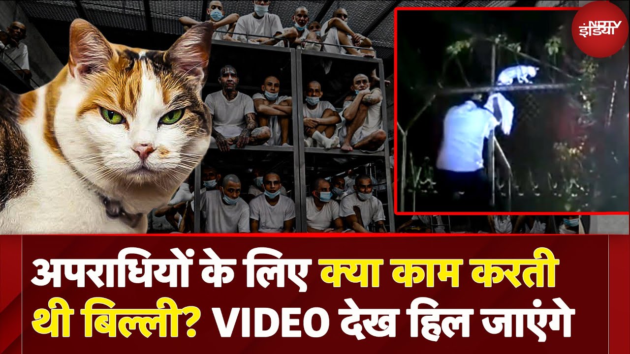 VIRAL VIDEO: Costa Rica Jail में पकड़ी गई Cat , कैदियों के मास्टर प्लान को दे रही थी अंजाम, पड़ी गई