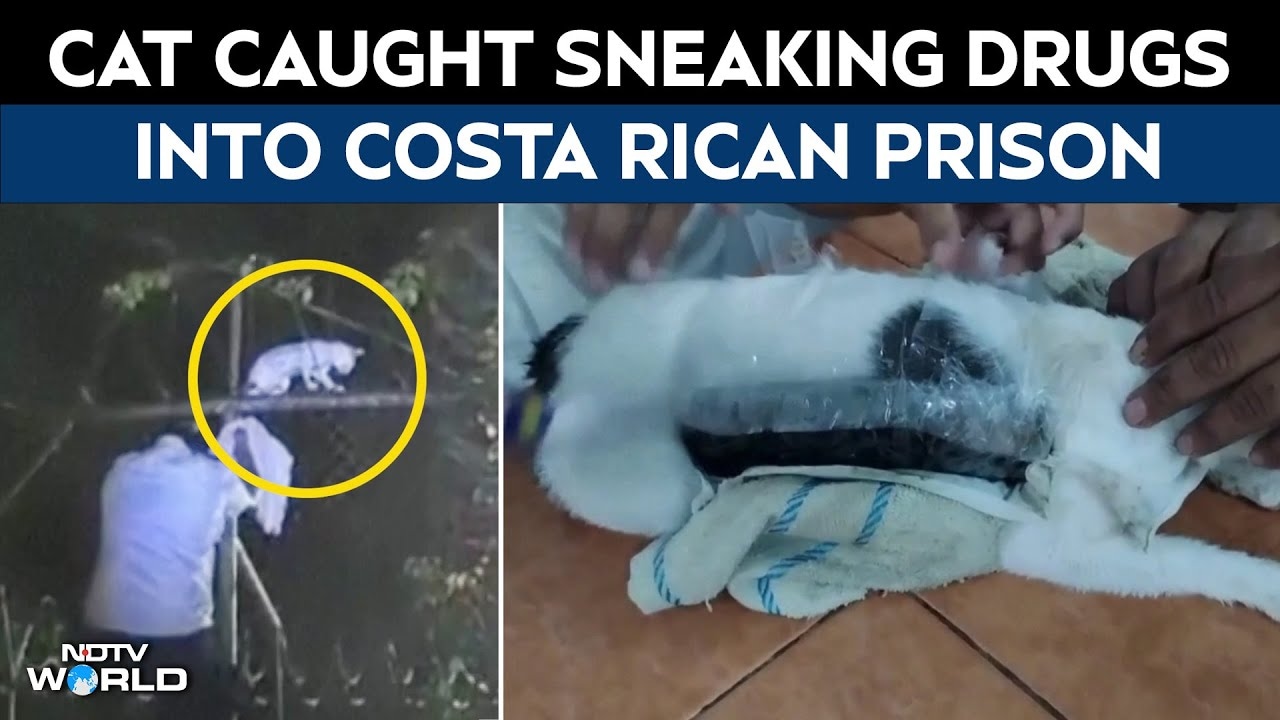 Cat Found Sneaking Ganja, Cocaine Into Costa Rican Prison. How It Was ...