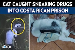 Cat Found Sneaking Ganja, Cocaine Into Costa Rican Prison. How It Was Caught Cat Found Sneaking Ganja, Cocaine Into Costa Rican Prison. How It Was Caught