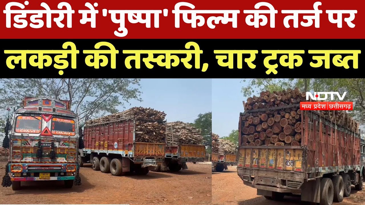 Nilgiri Tree Smuggling in Dindori: 'पुष्पा' फिल्म की तर्ज पर लकड़ी की तस्करी, चार ट्रक जब्त | Latest