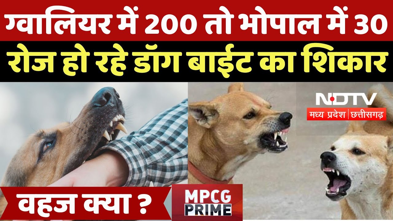 Dog Attack and Bite Case:  ग्वालियर में 200 तो भोपाल में 30 लोग रोज हो रहे Dog Bite का शिकार | MP