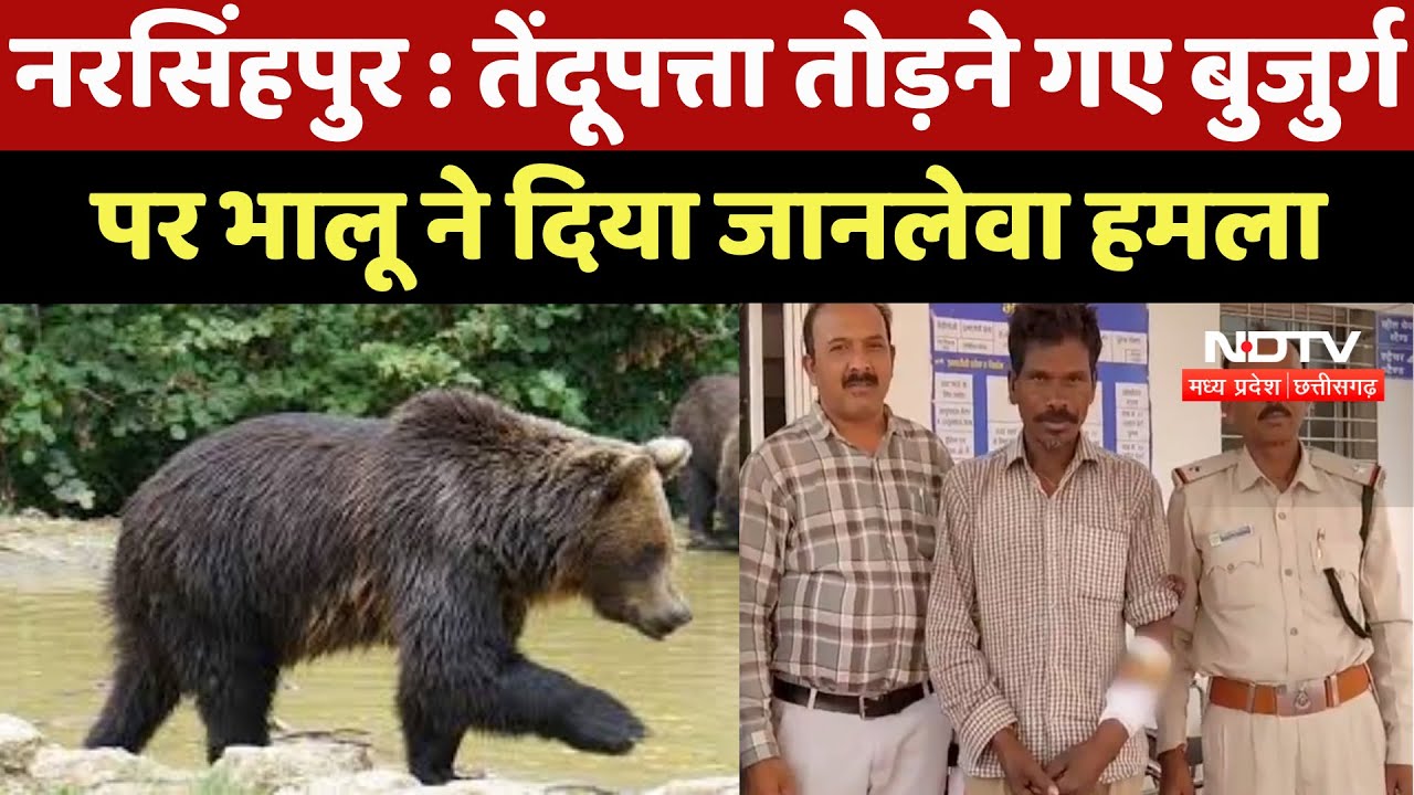 Narsinghpur News : Tendu Leaves तोड़ने गए बुजुर्ग पर Bear ने दिया जानलेवा हमला