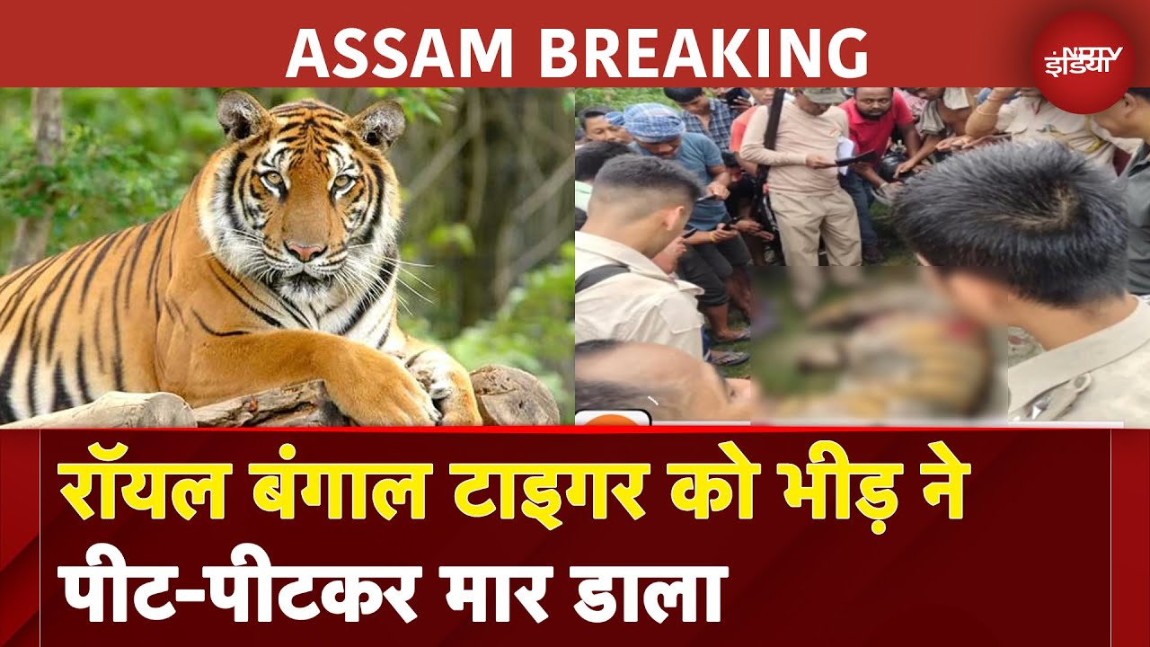 Royal Bengal Tiger Killed: Assam में रॉयल बंगाल टाइगर को भीड़ ने पीट-पीटकर मार डाला