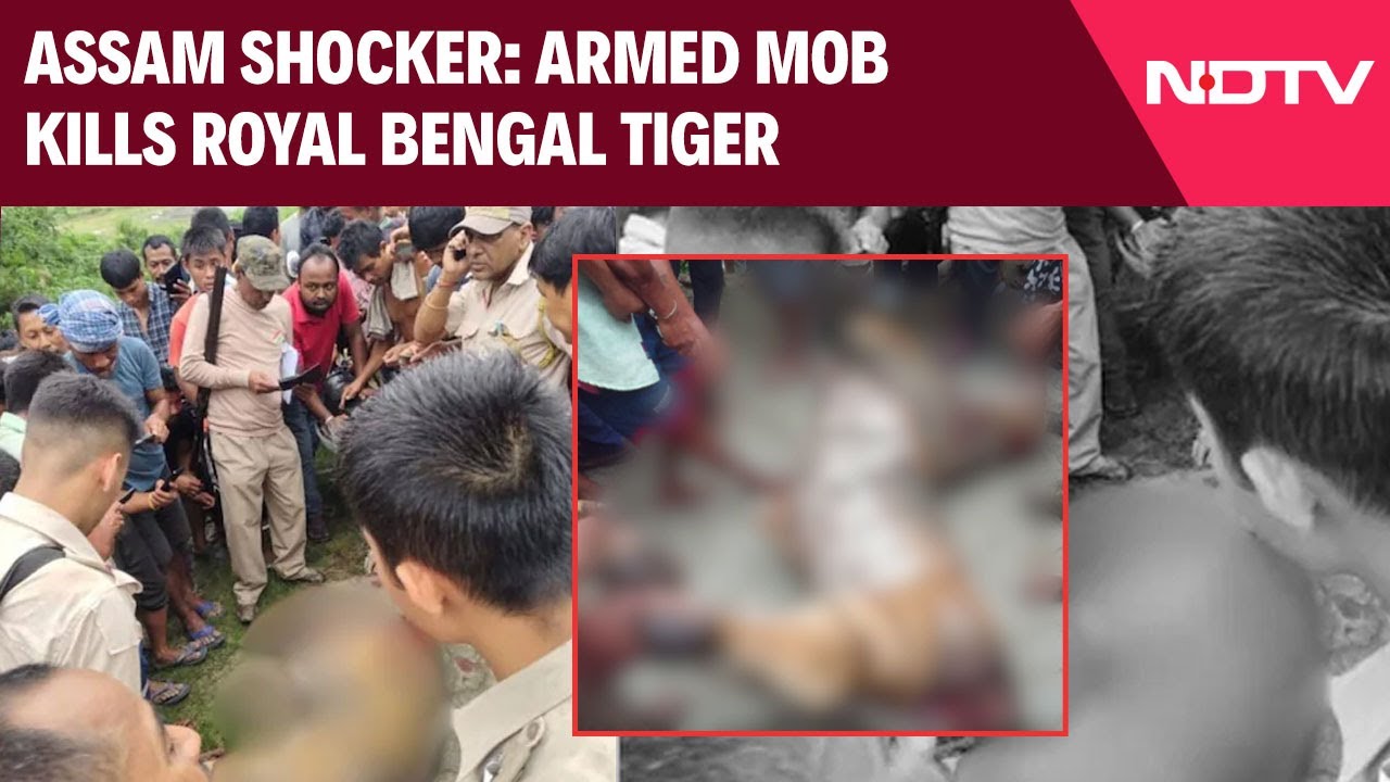 Assam News | Armed Mob Kills Royal Bengal Tiger In Assam, Skin, Teeth Removed