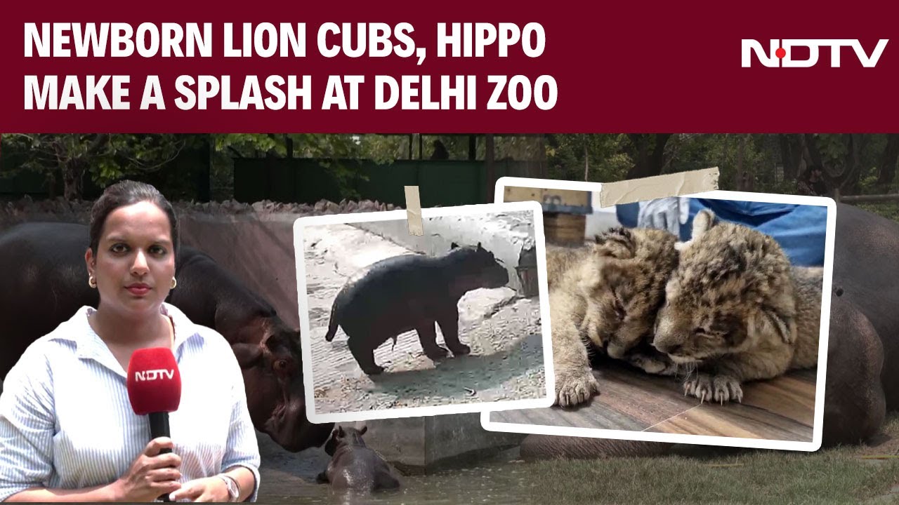 Video: Delhi Zoo Welcomes Newborn Lion Cubs, Hippo | How Are Zookeepers Looking After Them?
