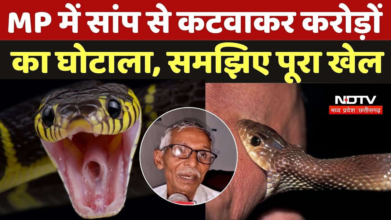Snake Scam in MP: MP में सांप से कटवाकर करोड़ों का घोटाला, समझिए पूरा खेल | Seoni Scam | News Snake Scam in MP: MP में सांप से कटवाकर करोड़ों का घोटाला, समझिए पूरा खेल | Seoni Scam | News