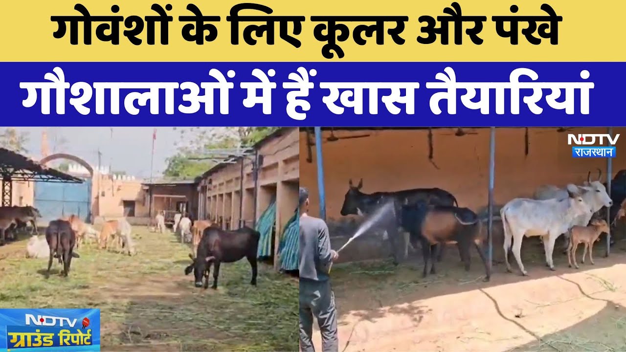 गोवंशों के लिए कूलर और पंखे, गौशालाओं में हैं खास तैयारियां