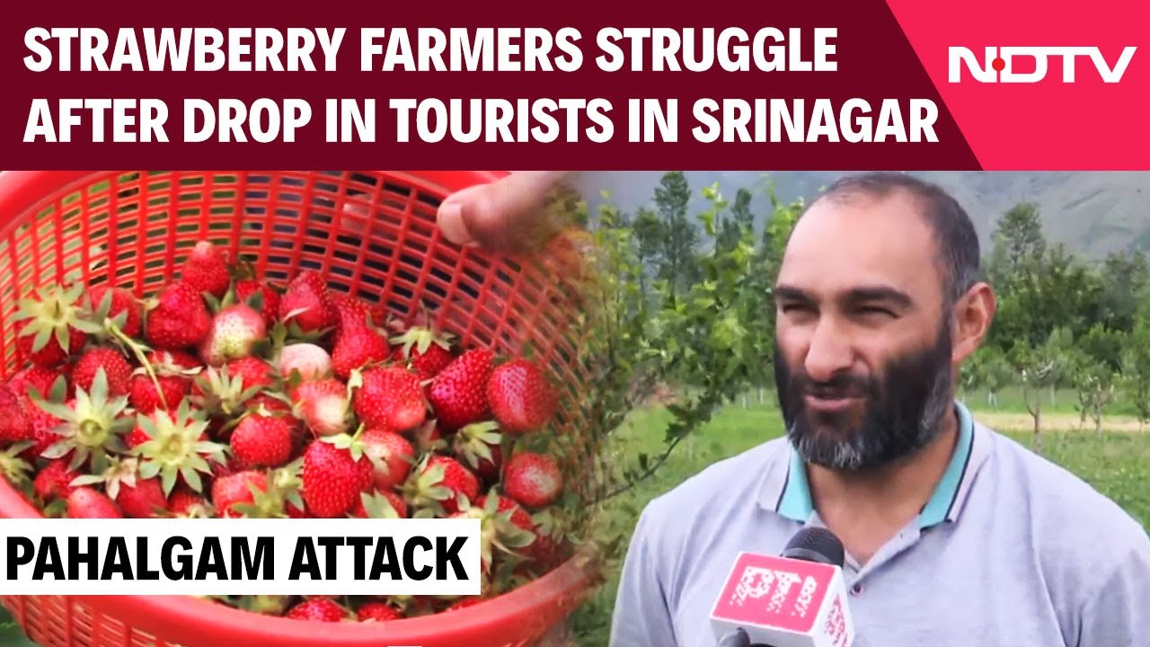 Video: Srinagar: Strawberry Farmers Suffer Due To Drop In Tourists Post Pahalgam Attack