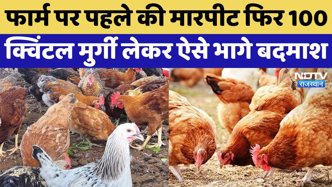 Alwar News: बदमाशों ने Farm पर पहले की मारपीट फिर 100 क्विंटल मुर्गी लेकर हुए फरार! Viral Video