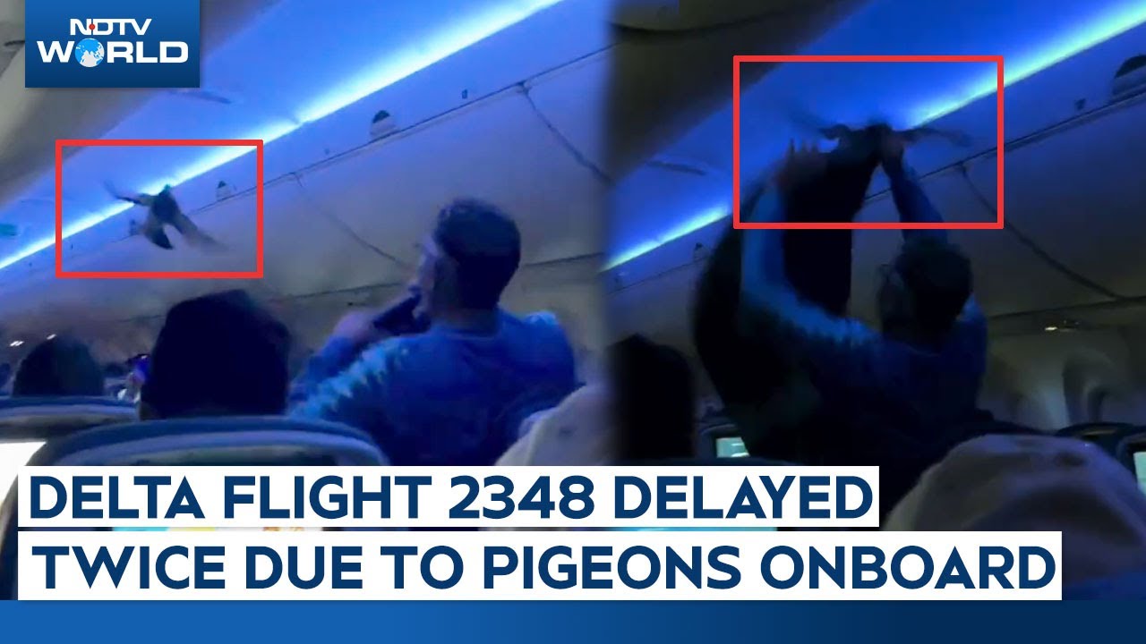 Pigeons On Flight | Delta Flight 2348 Delayed Twice Due To Pigeons Onboard