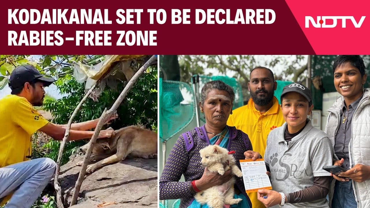 Video: Kodaikanal Rabies Free | Kodaikanal Set to Be Declared Rabies-Free Zone