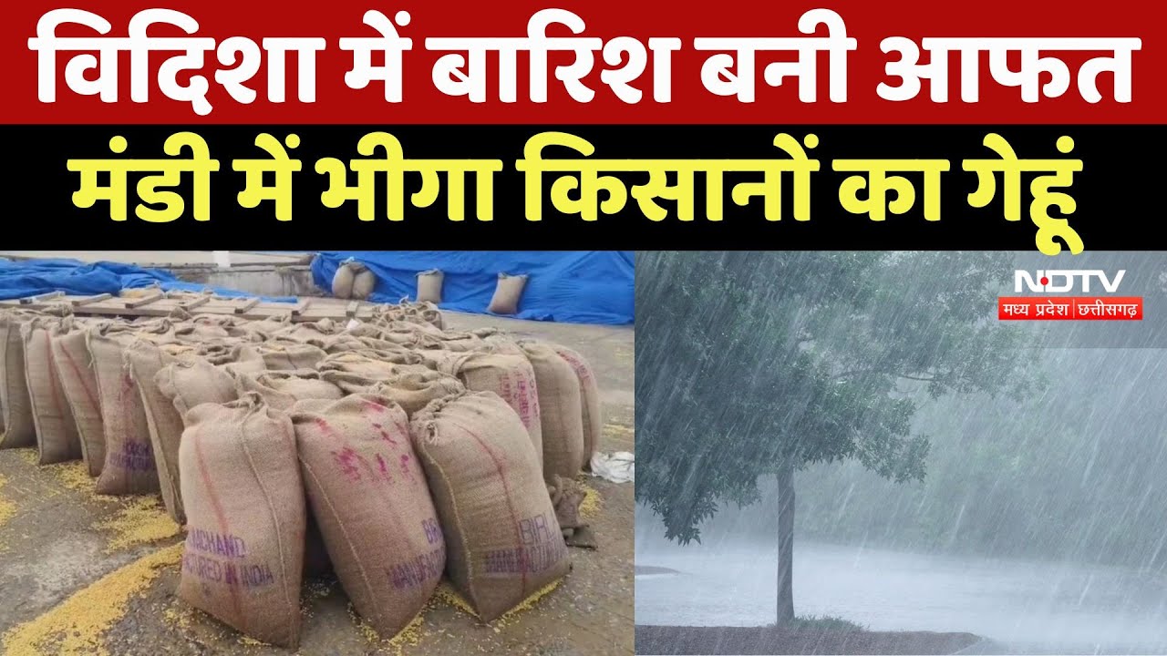 Vidisha News: मंडी में रखा गेहूं और धान चढ़ा तेज बारिश की भेंट, प्रशासन पर उठे सवाल | TOP News |