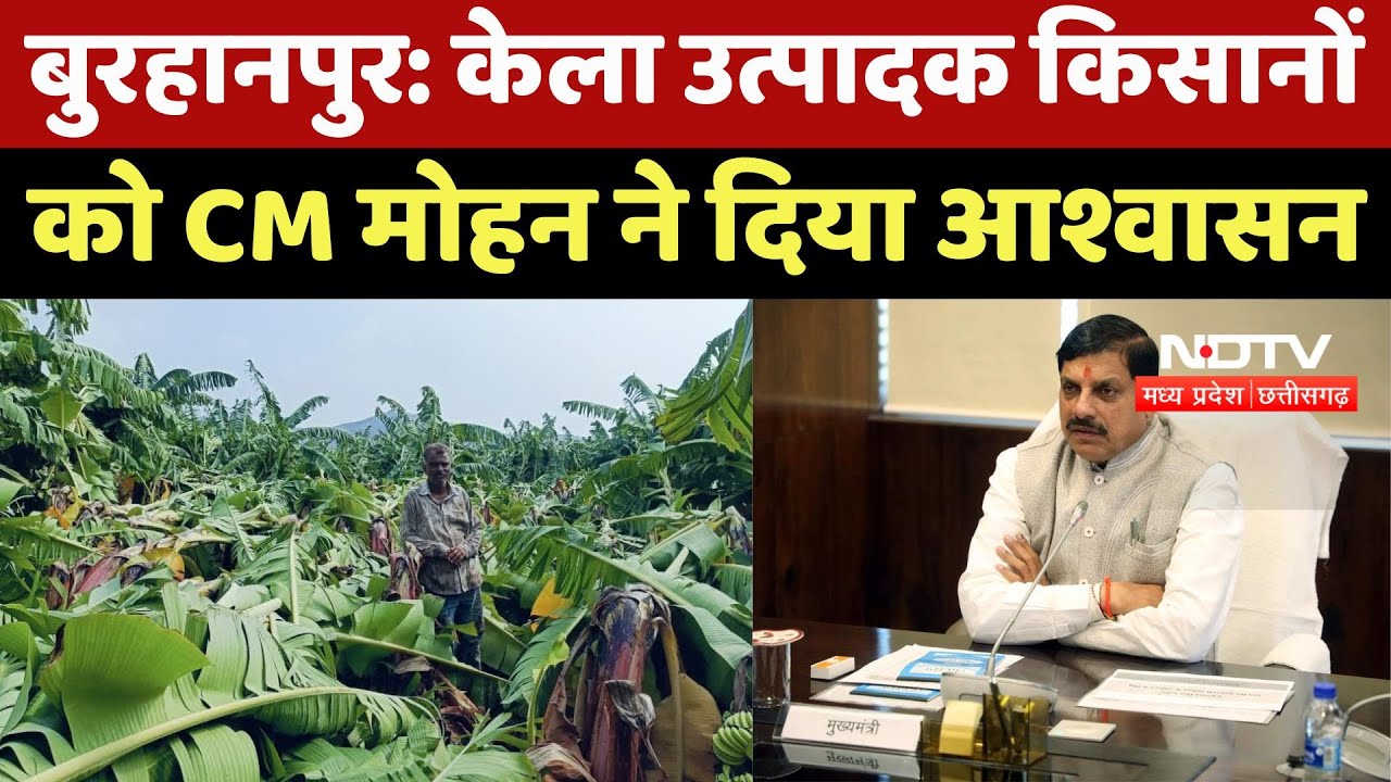 Banana Cultivation: केला उत्पादक किसानों को CM Mohan ने दिया आश्वासन | Madhya Pradesh | TOP News Banana Cultivation: केला उत्पादक किसानों को CM Mohan ने दिया आश्वासन | Madhya Pradesh | TOP News