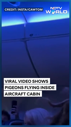 Delta Flight 2348 Delayed Twice Due To Pigeons Onboard