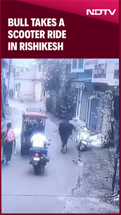 Video: Bull Takes A Scooter Ride In Rishikesh, Internet Can't Handle It