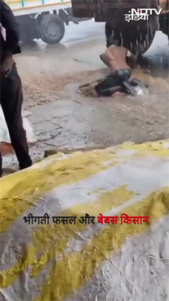 Maharashtra: अपनी मूंगफली की फसल को बहने से बचाने की कोशिश करता बेबस किसान