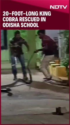 Video: Massive King Cobra Rescued From Odisha School After 30-Minute Tussle