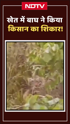Video: खेत में बाघ ने किया किसान का शिकार! | Madhya Pradesh News | Shorts