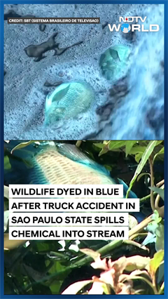 Wildlife Dyed In Blue, Truck Accident In Sao Paulo State Spills Chemical Into Stream