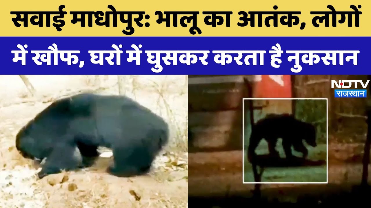 Sawai Madhopur में Bear का आतंक, लोगों में भय का माहौल | Viral Video | Latest News | Rajasthan Sawai Madhopur में Bear का आतंक, लोगों में भय का माहौल | Viral Video | Latest News | Rajasthan