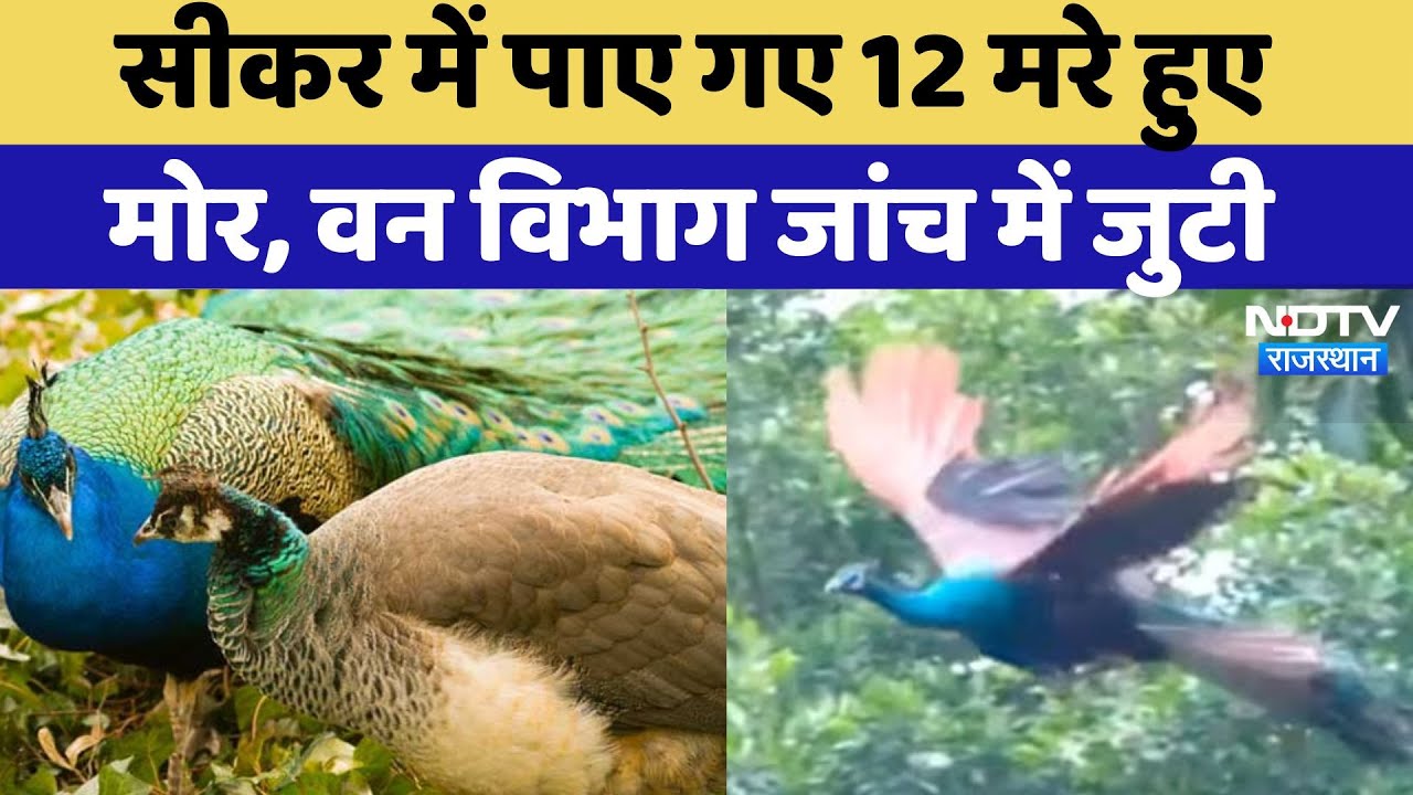 Sikar News: 12 Peacock मृत पाए जाने के बाद वन विभाग जांच में जुटी | Rajasthan Top News